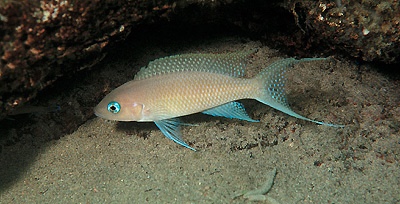 Neolamprologus gracilis 'Kanoni'